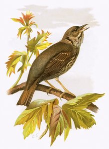 Thrush